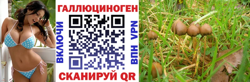где купить наркотик  Оленегорск  Псилоцибиновые грибы Psilocybe 